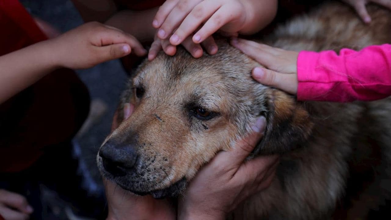 Birkaç el, büyük kahverengi bir köpeği nazikçe okşuyor, ilgi ve şefkat gösteriyor.