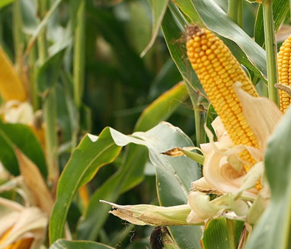corn-plants